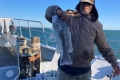 Tautog